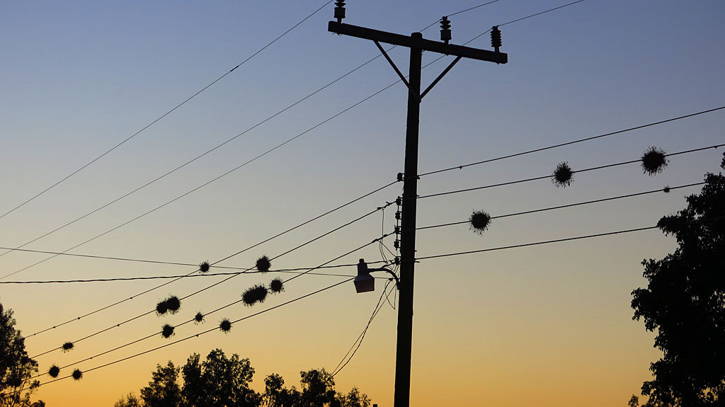 Epiphytic plant balls on the wires of Ciudad Insurgentes.