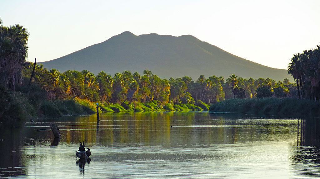 Early morning light on the Rio San Ignacio palms, Volcán las Tres Virgenes in the background.